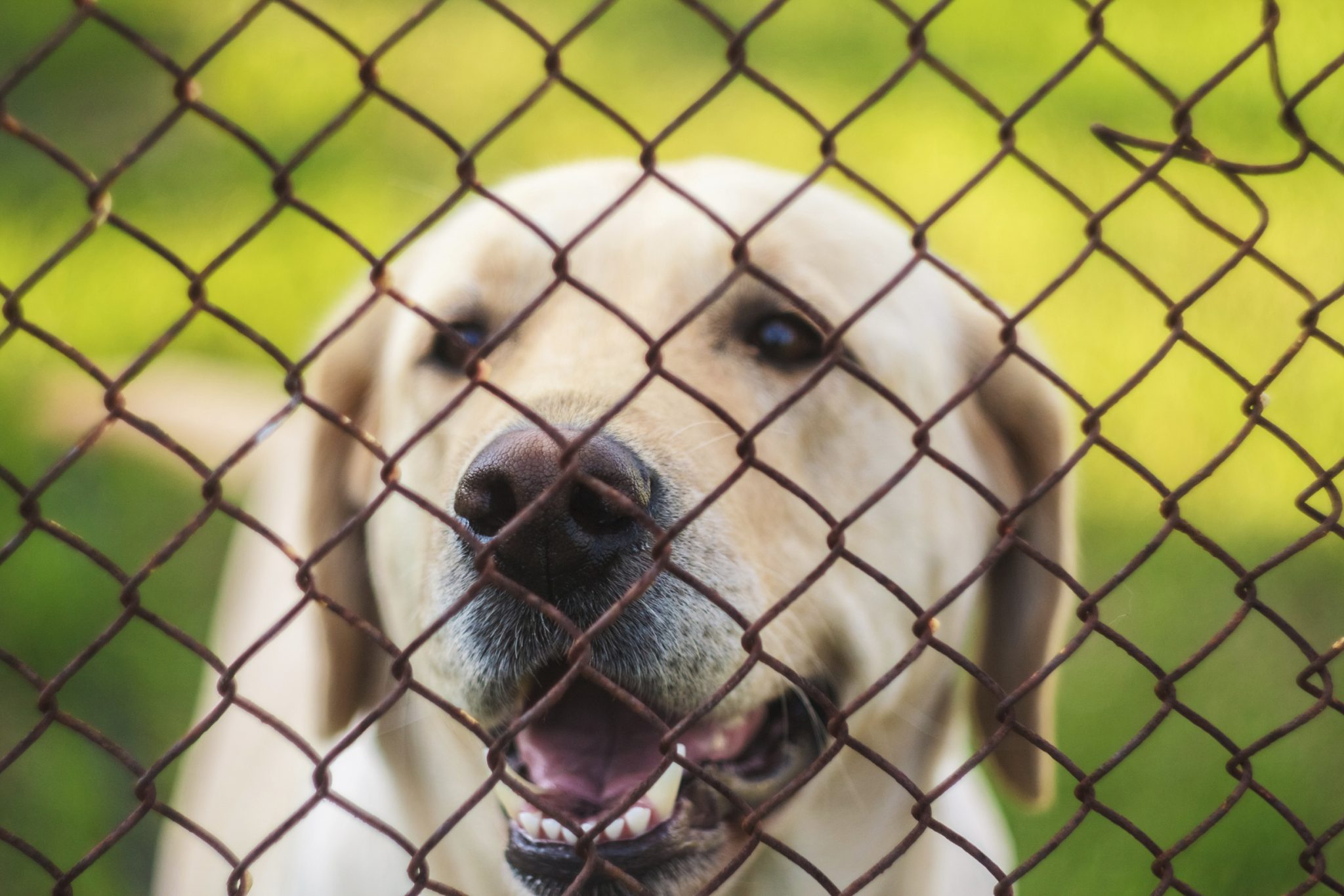 Dog barrier shop frustration crate